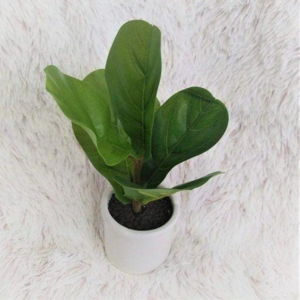 NWT 2pk Artificial Fiddle-Leaf Plant Ceramic Pot - Picture 2 of 7